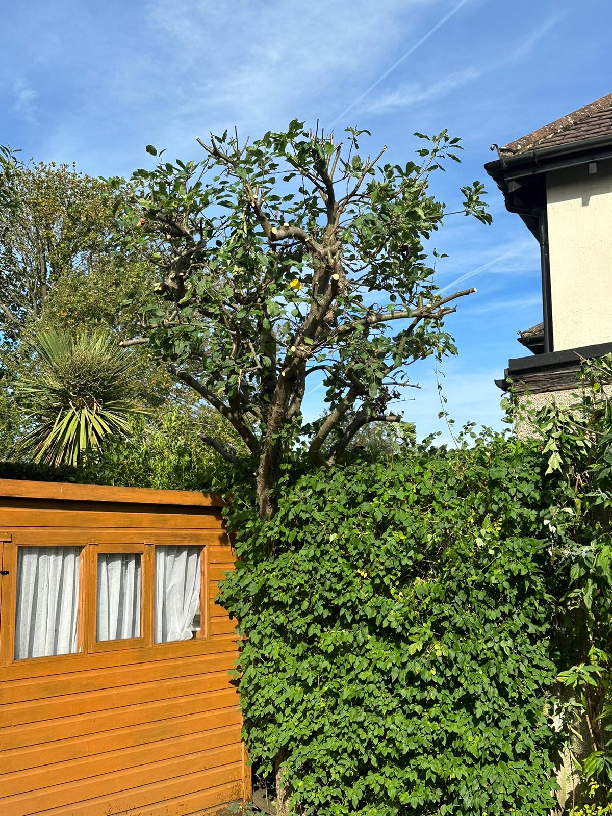 tree pruning st albans